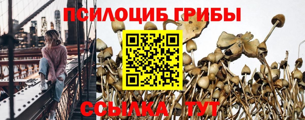 Псилоцибиновые грибы Cubensis Миллерово